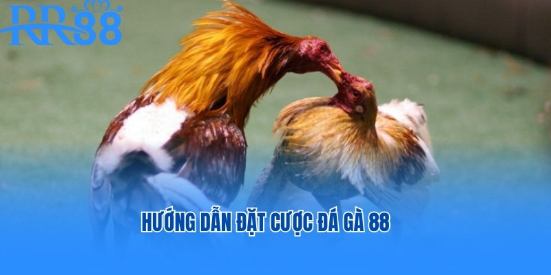 Hướng dẫn đặt cược đá gà 88 